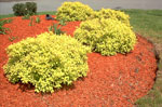 Red Mulch