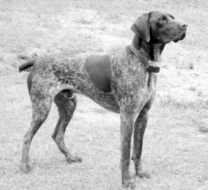 AKC German Shorthaired Pointers