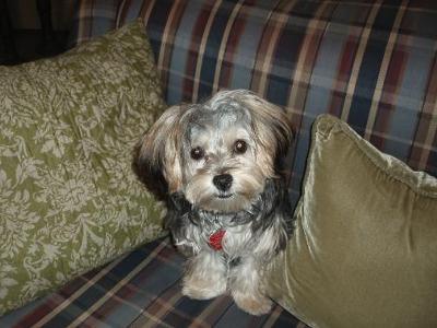 Valentines Day Special Yorkies and Maltese