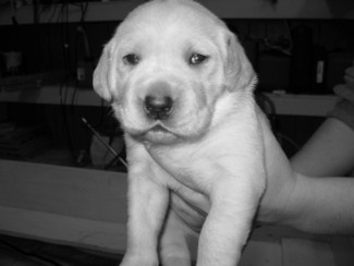 AKC Yellow Lab Puppies