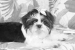 Lost Shih Tzu
