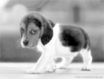 Beagle Puppies