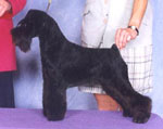 AKC Miniature Schnauzer