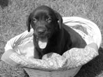 Full Blooded Lab Puppies