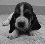 CKC REGISTERD BASSETT HOUND PUPPIES