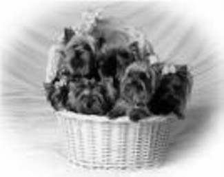 CKC Yorkie Pups