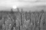 4 Tracts of Land