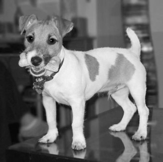 Simply Southern Kennel