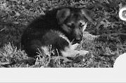 Registered AK German Shepherd Pups