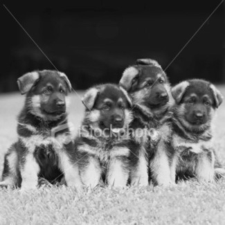 AKC Registered German Shepherd Puppies