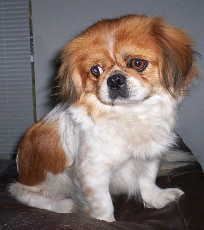 Specializing In Small Breeds