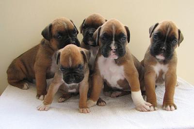 Purebred Boxer Puppies