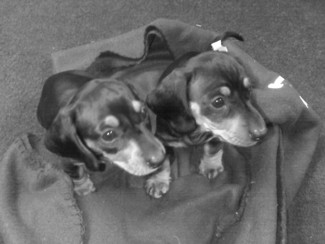 AKC Registered Miniature Dachshund Puppies