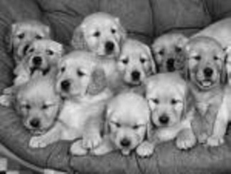 Adorable AKC Golden Retriever Puppies